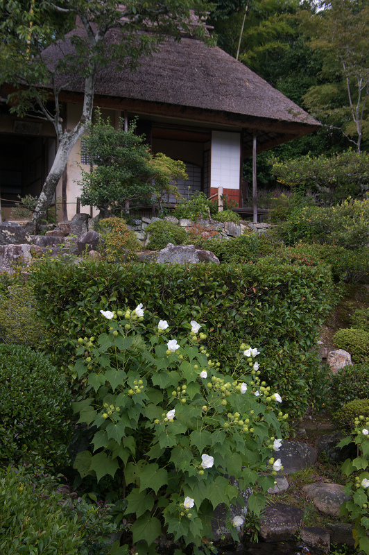 初秋・等持院_f0155048_21193739.jpg