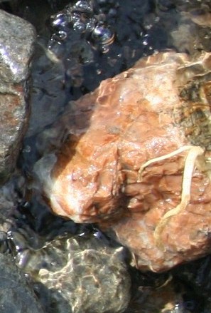 e0126350_1554831.jpg