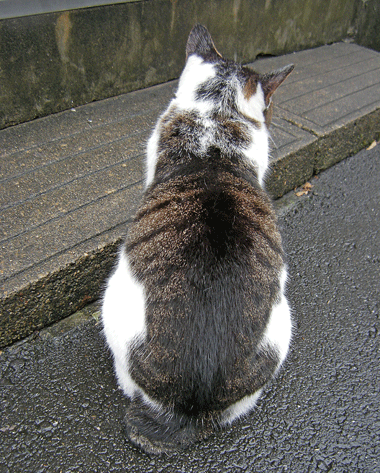 10月15日 東京散歩 谷中ねこ三昧_a0001354_231645.gif