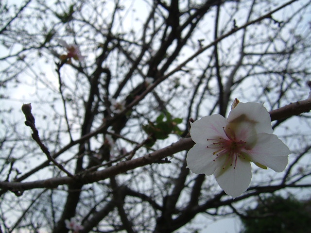 コスモスと十月桜***相模原公園_a0226059_0202389.jpg