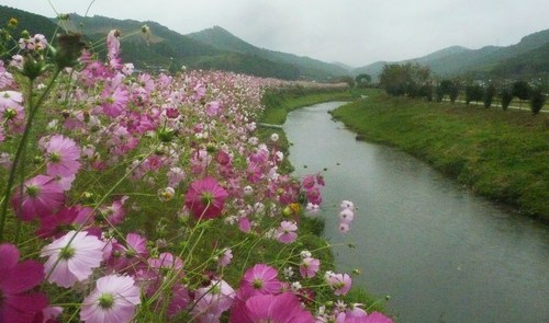 四季 秋 加茂の小川堤のコスモス 花夢ひろがる里 佐川町づくり交流広場