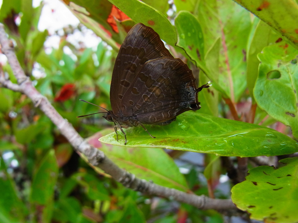 速報★ムラサキツバメ成虫　＋　群馬・蝶の版画と写真展に行ってきました。　2011.10.15_a0146869_2059156.jpg