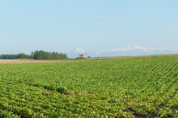 ２０１１北海道～　【美瑛】編_d0148980_10454012.jpg