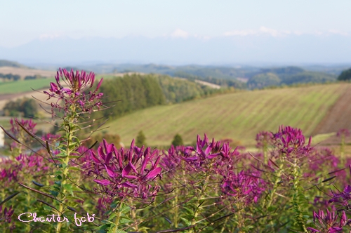 ２０１１北海道～　【美瑛】編_d0148980_11325322.jpg