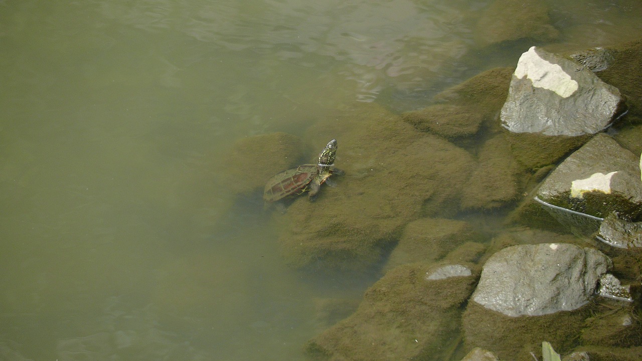 なかよしこよし　（鴻沼川シリーズ）_a0185081_017952.jpg