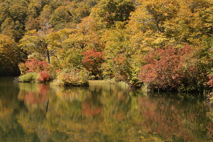 信州・小谷村　雨飾高原　鎌池の紅葉　その２_e0165983_11445145.jpg