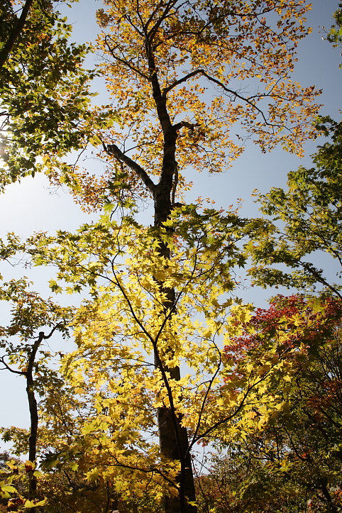 信州・小谷村　雨飾高原　鎌池の紅葉　その２_e0165983_11493084.jpg