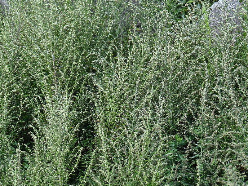 f0204094_8433840.jpg