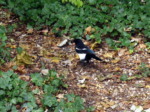 c0090198_4364090.jpg