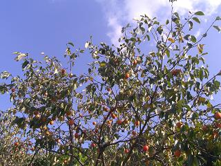 a0240108_1372017.jpg