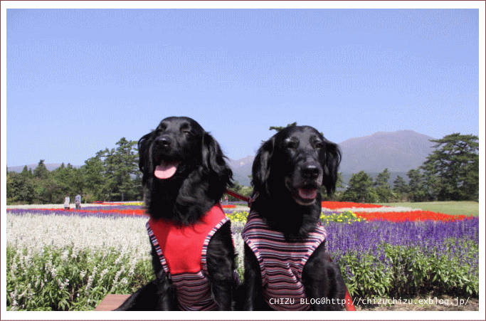 c0017311_20211312.gif