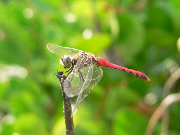 e0002314_21161918.jpg