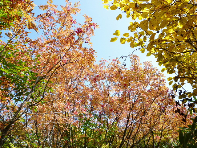 紅葉が素晴らしかった　大門山　赤摩木古山　見越山　　完_d0170615_18301616.jpg