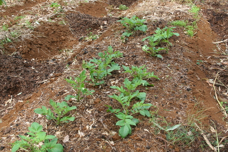 今週の家庭菜園（２０１１年１０月１６日）_a0216817_2221056.jpg