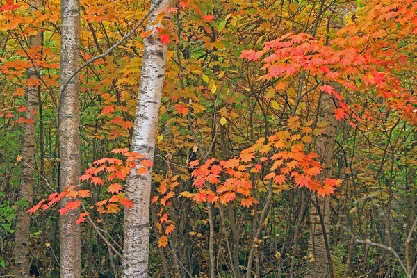c0104227_20594232.jpg