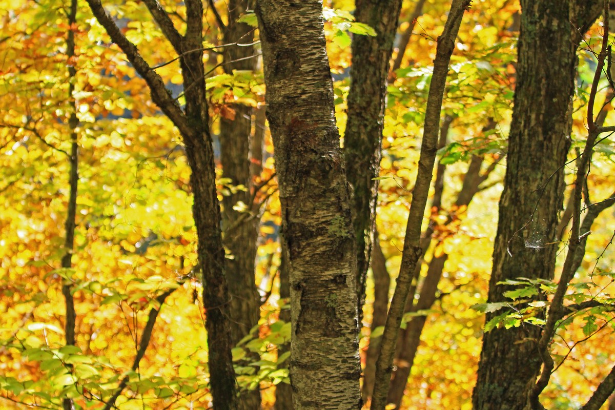 c0104227_21115555.jpg