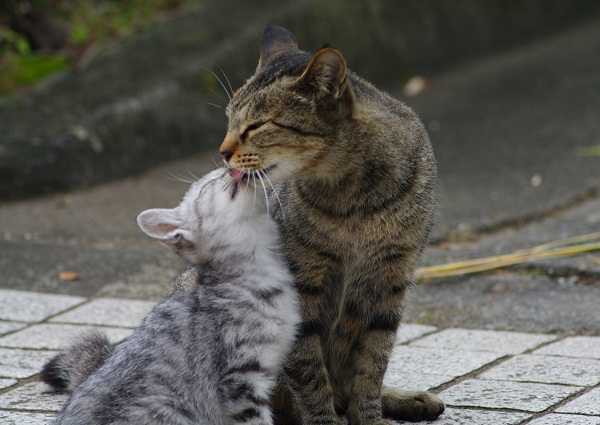 優しい母猫と甘える仔猫　_f0214527_11191326.jpg