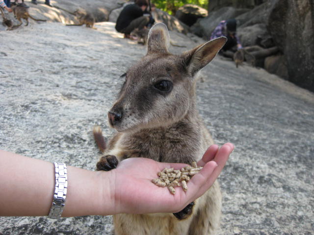 可愛すぎる動物☆ロックワラビー_f0234427_16453713.jpg