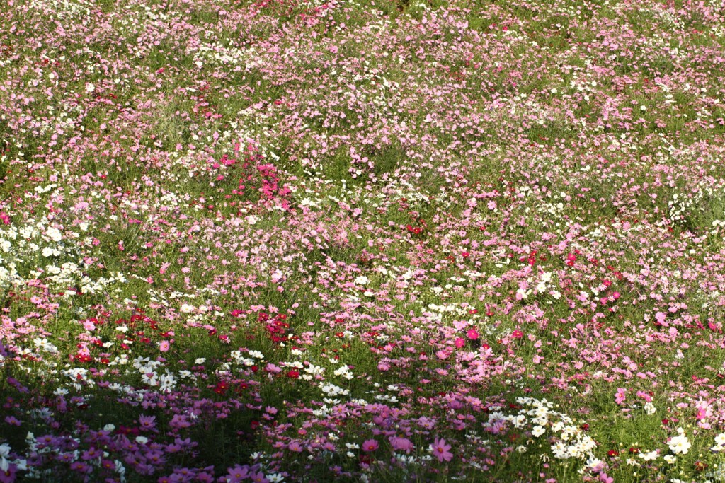 b0129829_2152419.jpg