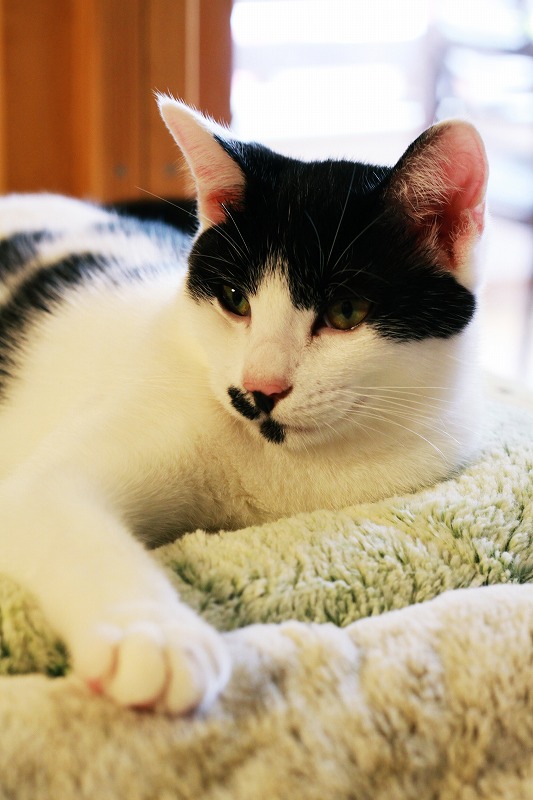 宮崎県南宮崎 猫カフェ うたたね 19 新 間違いだらけの猫カフェ選び