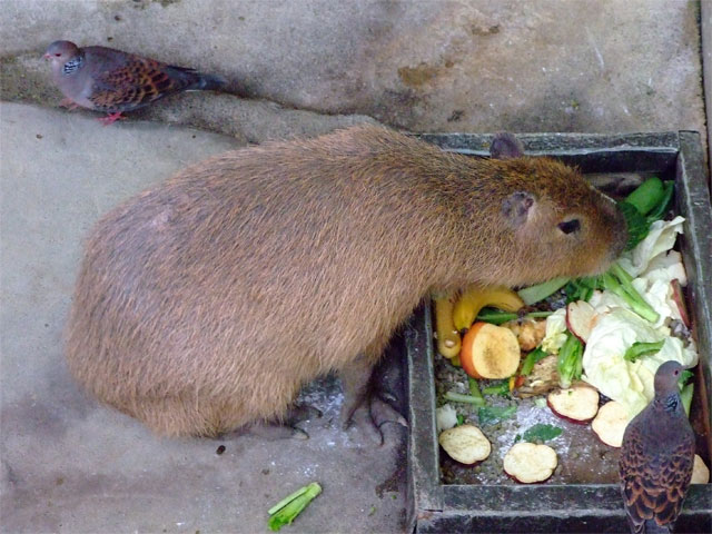 肉体疲労時の栄養補給に草津熱帯圏!_a0179837_10442612.jpg