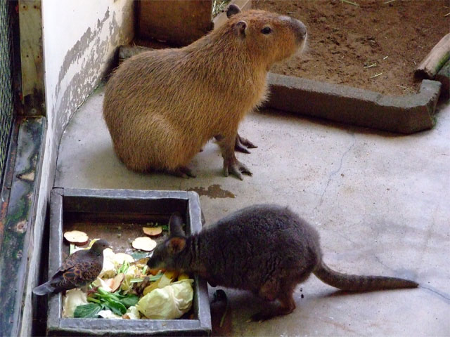 肉体疲労時の栄養補給に草津熱帯圏!_a0179837_10505531.jpg