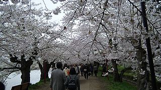弘前公園に行って来ました。_d0024439_16414282.jpg