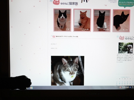 にょきにょき猫 のぇる編。_a0143140_22442875.jpg