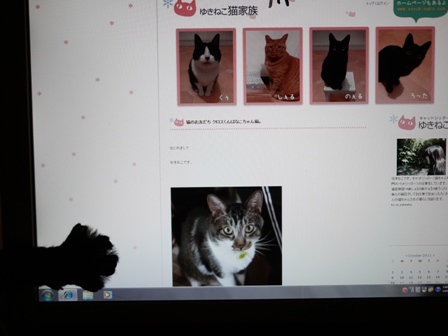 にょきにょき猫 のぇる編。_a0143140_22462730.jpg