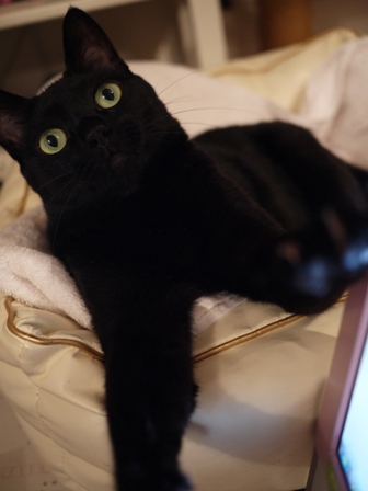 にょきにょき猫 のぇる編。_a0143140_22492447.jpg