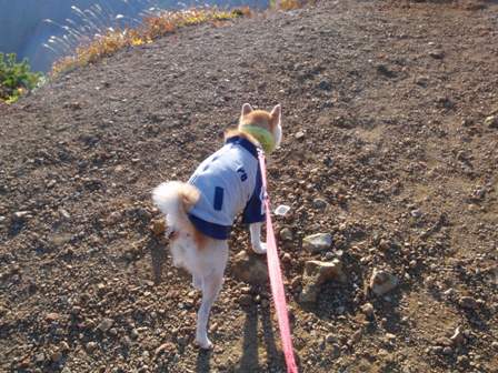 犬連れ車中泊の旅　浄土平・吾妻小富士編_b0080342_2253432.jpg