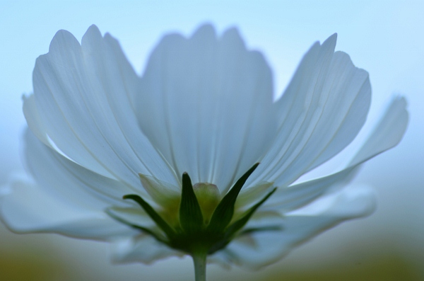 Cosmos bipinnatus_d0242148_6205747.jpg