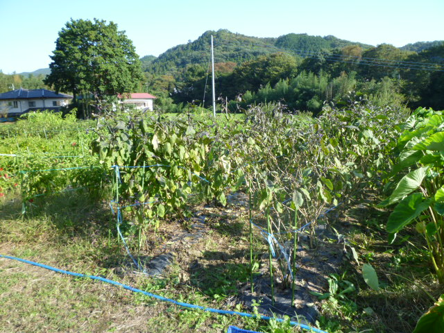 c0074157_20385533.jpg