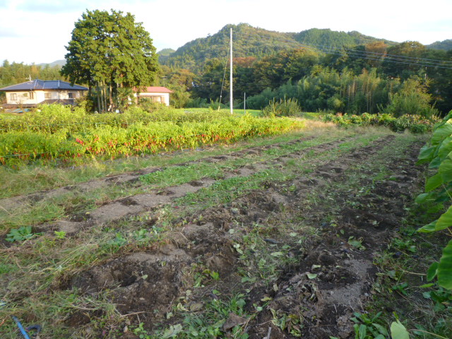 c0074157_2039249.jpg