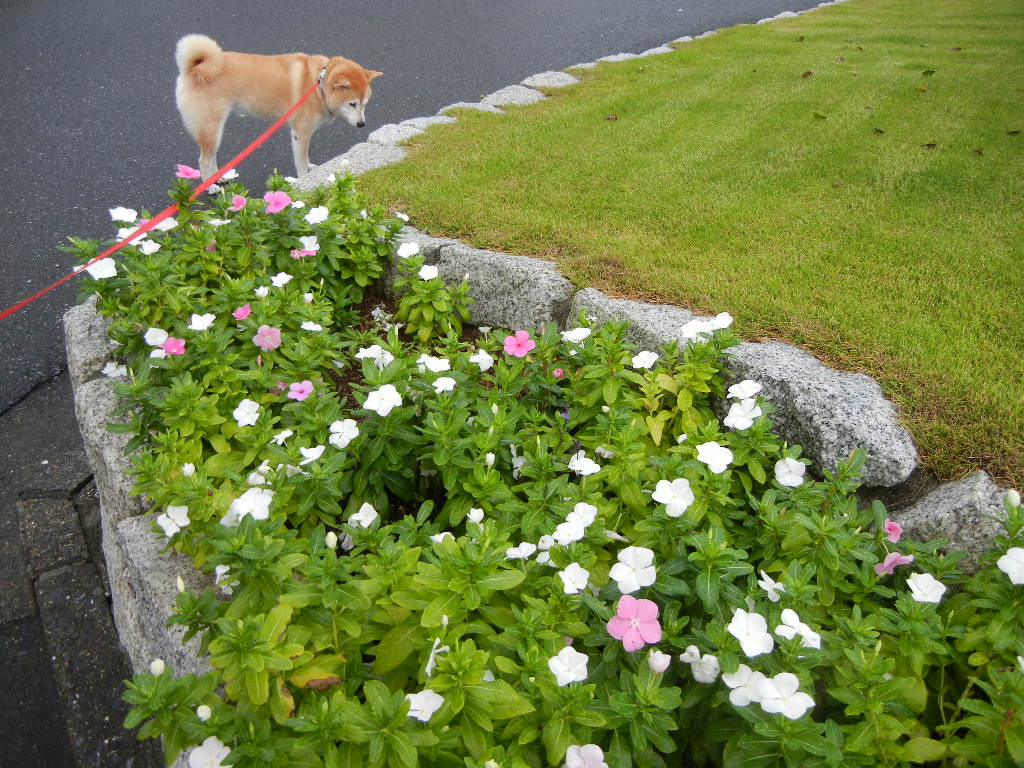 ２０１１年１０月１６日（日）雨のち晴れ～！_f0060461_145868.jpg