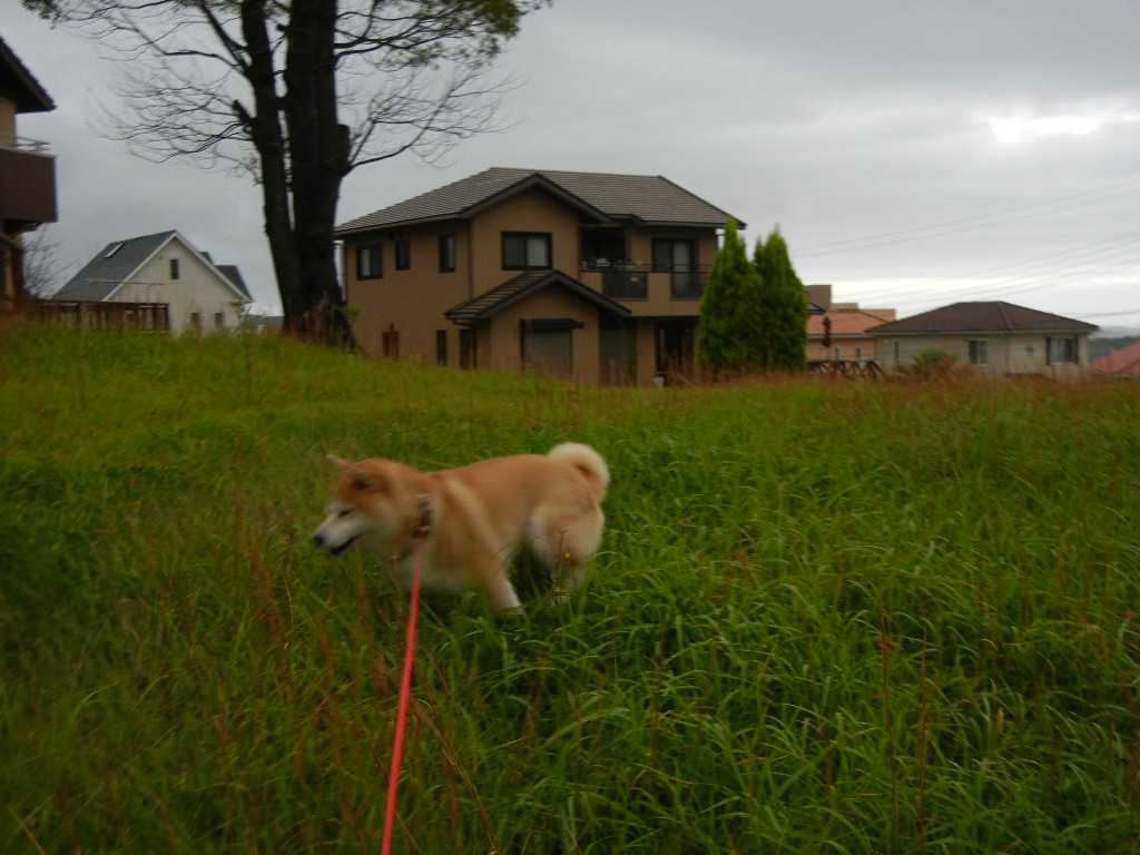 ２０１１年１０月１６日（日）雨のち晴れ～！_f0060461_147181.jpg