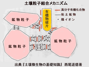 土壌の科学　（ドイツの腸管出血性大腸菌から）_f0044065_1401564.gif