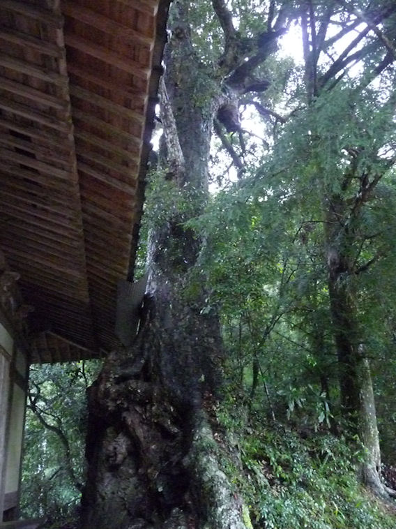 水の秘境　大瀬　河崎神社　（太陽と月の神）_e0165472_12283846.jpg