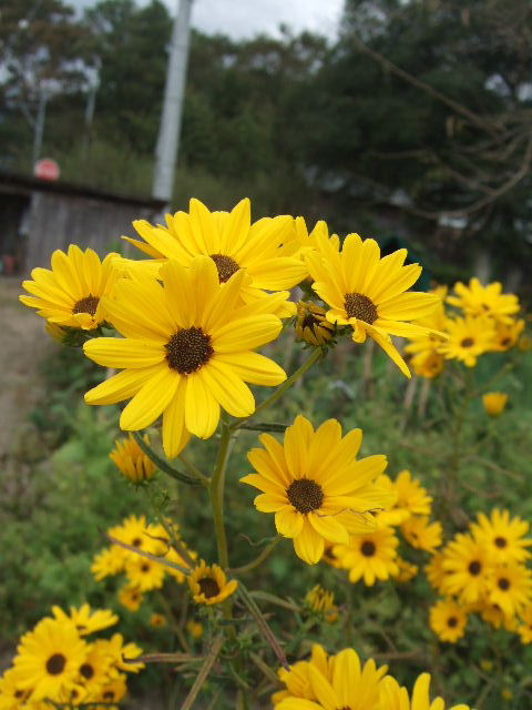 畑に咲いた黄色い花 ２０１１ １０ １６ 川裾の季節便り