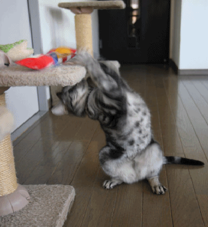 d0058182_13521833.gif