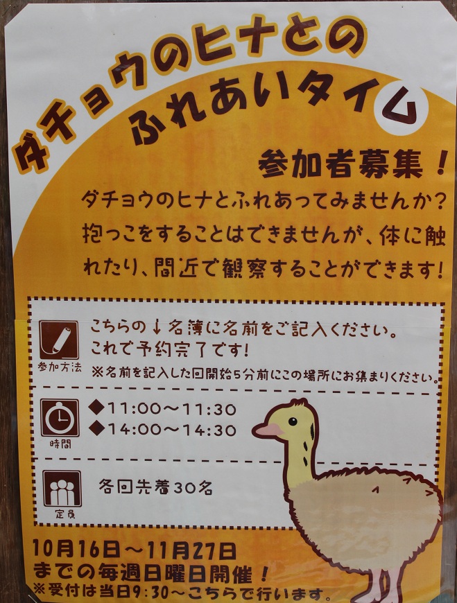 野毛山動物園　ダチョウのヒナとのふれあいタイム_b0107691_20464181.jpg