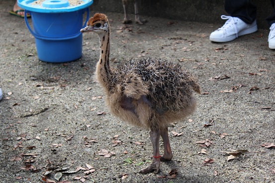 野毛山動物園　ダチョウのヒナとのふれあいタイム_b0107691_20465816.jpg