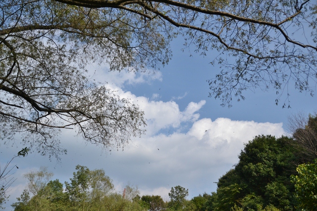 久しぶりの野津田公園　パートⅠ_a0053796_23472118.jpg