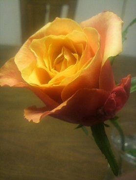 a0126797_2432611.jpg