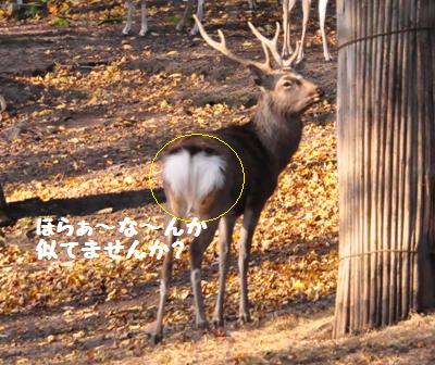 安平町　鹿公園_f0212597_2121552.jpg