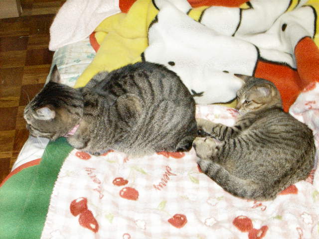a0038698_12463689.jpg