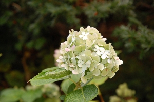 ふしぎなすてきな 中野植物園_c0125899_13211777.jpg