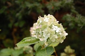 ふしぎなすてきな　中野植物園_c0125899_13211777.jpg