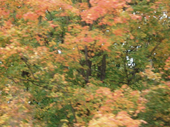 a0185602_5534430.jpg
