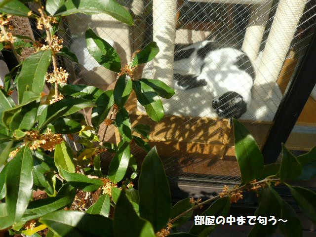 e0094407_16405032.jpg